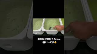 メダカ飼育あるある　急な雨に使える小技　#shorts #オーバーフロー対策　#メダカ飼育