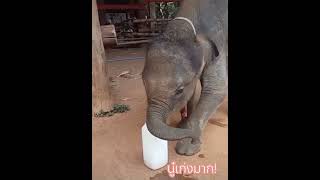 น้องกันยาใช้งวง..หยิบจับขวดนม นู๋เก่งมากลูก #กันยา #นางฟ้ากันยา#elephant #ช้างแฝดอยุธยา