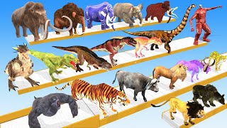 Animals vs Dinosaurs T-Rex vs Brachiosaurus vs Colossal Titan Speed Race Run Zigzag Down Course!