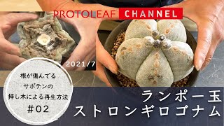 【ランポー玉ストロンギロゴナム】根が傷んでいるサボテンの挿し木による再生方法 #02