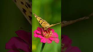 Butterfly  #nature   #wildlife  #plants   #wildnature  #butterfly  #flowers  #shorts