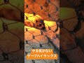 やる気がなさ過ぎるケープハイラックス 動物 animals zoo cute 動物好き 神奈川県 よこはま動物園ズーラシア かわいい