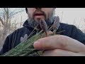 Winter Wild Edibles - What to Forage in Late Winter - Part 2