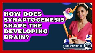 How Does Synaptogenesis Shape The Developing Brain? - Brain Development Hub