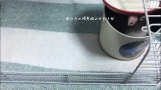 久しぶりに缶カンで遊ぶボタンインコ