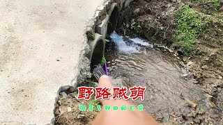 找寻野路子抓鱼高手时，小河里出现神秘水坑，石头冢下暗藏猫腻 #三农 #农村户外 #户外抓鱼