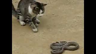 cat win snake...@... חתול מנצח  נחש