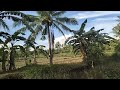 very cheap farm lot for sale 3.2 hectares bohol philippines