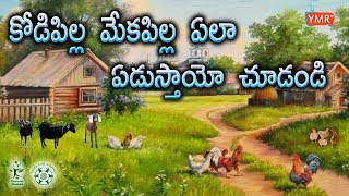 Beautiful Song The Vegetarian Movement | Song for Kodi pilla | Yatra For Animals |  Ymrtv |