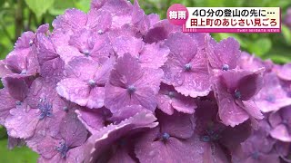 【アジサイ見ごろ】田上町の護摩堂山　約3万株が梅雨時を彩る 《新潟》