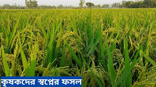 মাঠে মাঠে কৃষকদের স্বপ্নের ফলস | গাইবান্ধার ধান ক্ষেত | Gaibandha Paddy Field