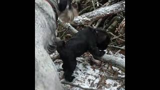 Schnauzer vom Salmbachtal I 9 Wochen I Schnuppern im Holz