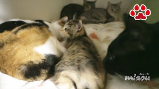 保護仔猫４９日目　三毛猫と寝れそうだったが怒られた　Fuku was almost sleeping with the calico【瀬戸のふく日記】