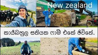 Milking started || New zealand Farming #dayinthelife #newzealandlife