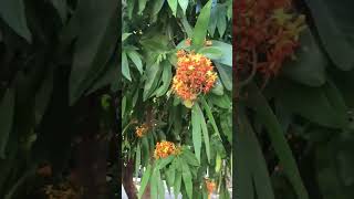 Saraca indica (Ashoka tree) at  Payap University , Chiang Mai, Thailand