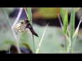 eine libelle schlüpft the birth of a dragonfly