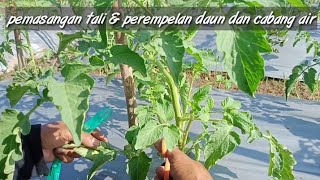 CARA PEMANGKASAN DAN MENGIKAT TANAMAN TOMAT AGAR BERBUAH LEBAT