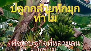 ทำไม่ต้องปลูกกล้วยหักมุก  มีดีบอกต่อชุดที่115