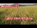 asd 21 paddy tamil நெல் சாகுபடி