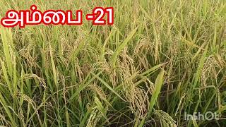 ASD 21 Paddy Tamil நெல் சாகுபடி