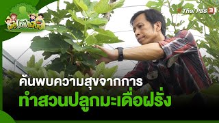 ค้นพบความสุขจากการทำสวนปลูกมะเดื่อฝรั่ง | พอดีพอเพียง