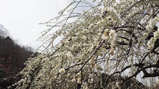 美郷梅の花まつりin「天野梅園」