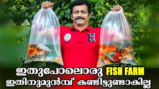 Koi carp -പാറമടയിൽ വളർത്തി മികച്ച വരുമാനം നേടാം. Koi carp farming in paaramada.