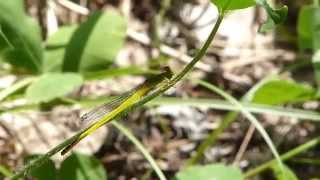 Yellow Damselfly キイトトンボ♂