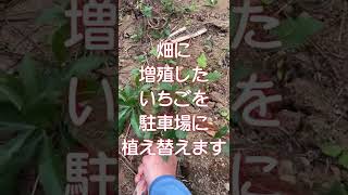 【家庭菜園】いちごを駐車場に植えてしまおう。石の上にできるのでいちごがキレイに採れます。畑の場所も節約できます。