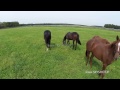 aerial view racehorses training　in pioneer farm