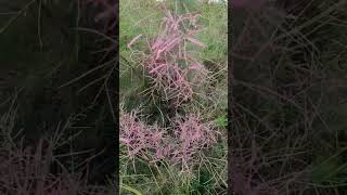 Tamarix ramosissima / saltcedar wind break tree