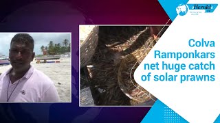 Colva Ramponkars net huge catch of solar prawns