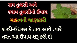 શરદી-ઉધરસ કે તાવ આવે તો સૌપ્રથમ આ ઉપાય શરૂ કરી દો// કોરોનાકાળમાં તુલસીનો ચમત્કારિક ઉપાય