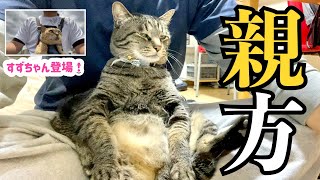 【保護猫】体重７キロの貫禄がありすぎる猫w