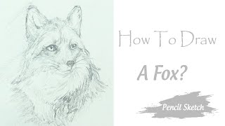 Drawing The Fox With Pencil | Art Tutorial | DRAW TV