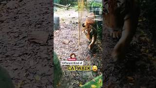 Malayan Tiger Harimau The big catwalk #tropical #travel #animals #plants #flowers #foodie #shorts