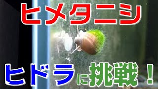 決戦！ ヒメタニシ対ヒドラ