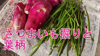 【野菜】再びさつまいもの葉柄採り。