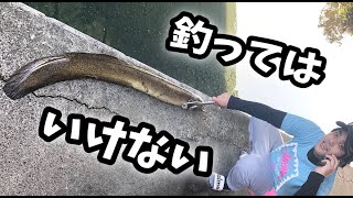 【寿命50年！？】伝説のオオウナギを釣って大炎上