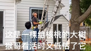 修树1：猴哥今天来给同胞修树，这棵树可够高的站在树下猴哥都犯愁