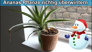 Ananas Pflanze richtig überwintern – Ananaspflanze Pflege Tipps im Winter - Anleitung