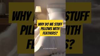 Why do we stuff pillows with feathers? #shorts #facts