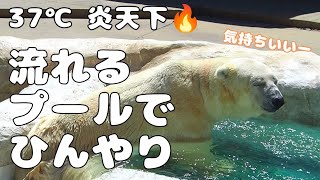 【イコロダム】冷やしホッキョクグマの出来上がり！上野動物園　2023/8/29　A polar bear cooling down.