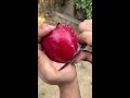 always check your apple before eating 🍎🤔 shorts viral swagsedoctor