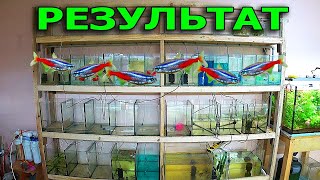 Результат первого в жизни нереста неонов