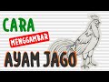 Cara Menggambar Ayam || How to Draw Rooster [HD]