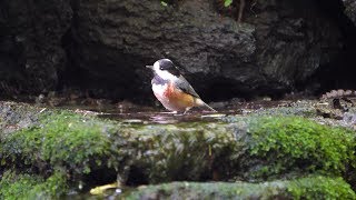 山中湖 大洞の泉のヤマガラの水浴び　その３２（4K60P動画）