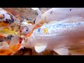 the koi fish farm you have to see to believe