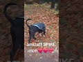 american staffordshire terrier spike ❤️ amstaff parc pluie automne nature jeu courir balade