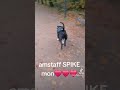 american staffordshire terrier spike ❤️ amstaff parc pluie automne nature jeu courir balade